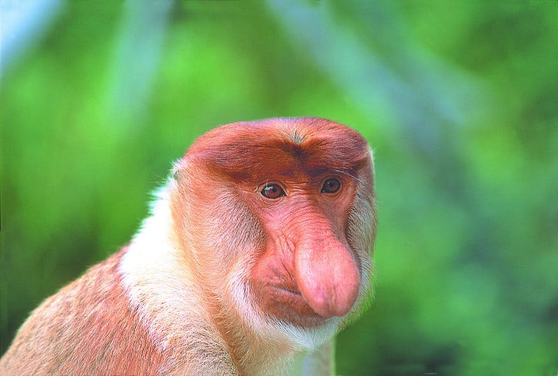portrait shot of a Proboscis Monkey with its huge nose