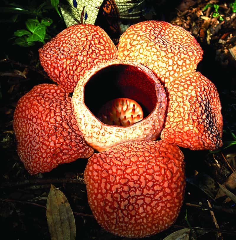 The Rafflesia is one of the biggest flowers in the world