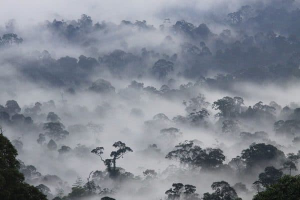 Misty rainforest