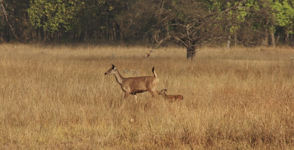 sambar-deer---bandavgarh_5166278646_o