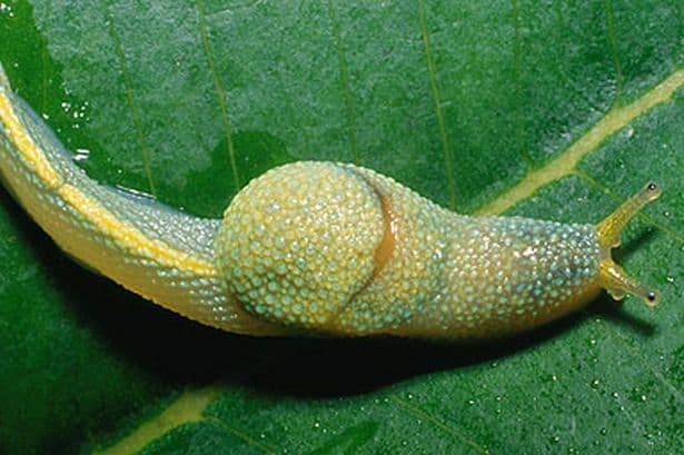 Ninja slug found in Borneo 