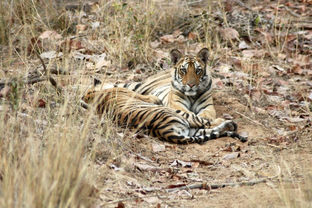 tiger---bandavgarh8_6754566481_o