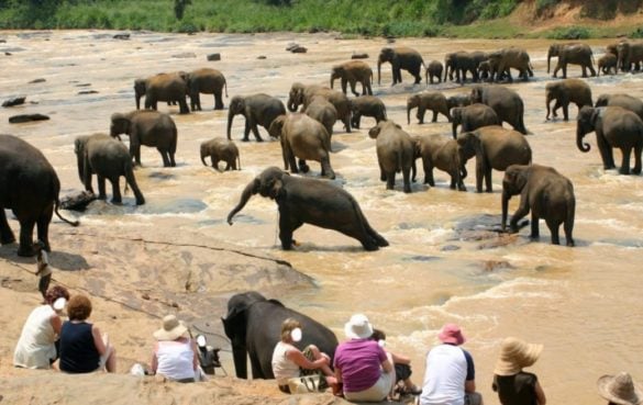 Male elephant in water strains as herd moves away