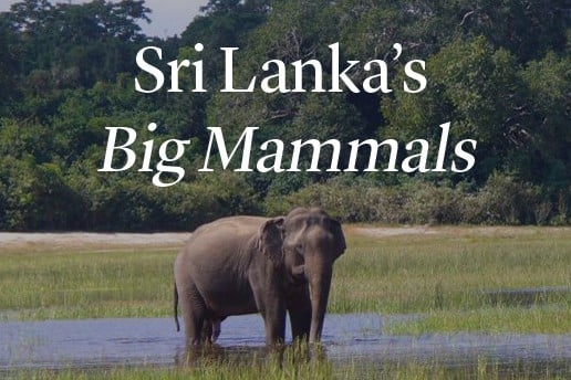 Sri Lanka's Big Mammals