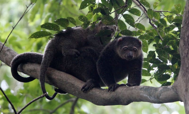 Bear cuscus