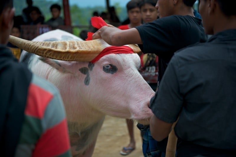 Sulawesi Malakiri Village Funeral - Albino Buffalo