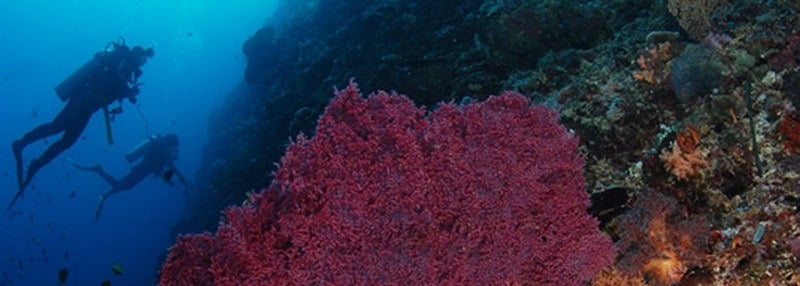 Divers in North Sulawesi