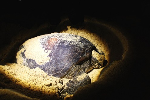 Turtle-in-the-light-1024x682 CROP