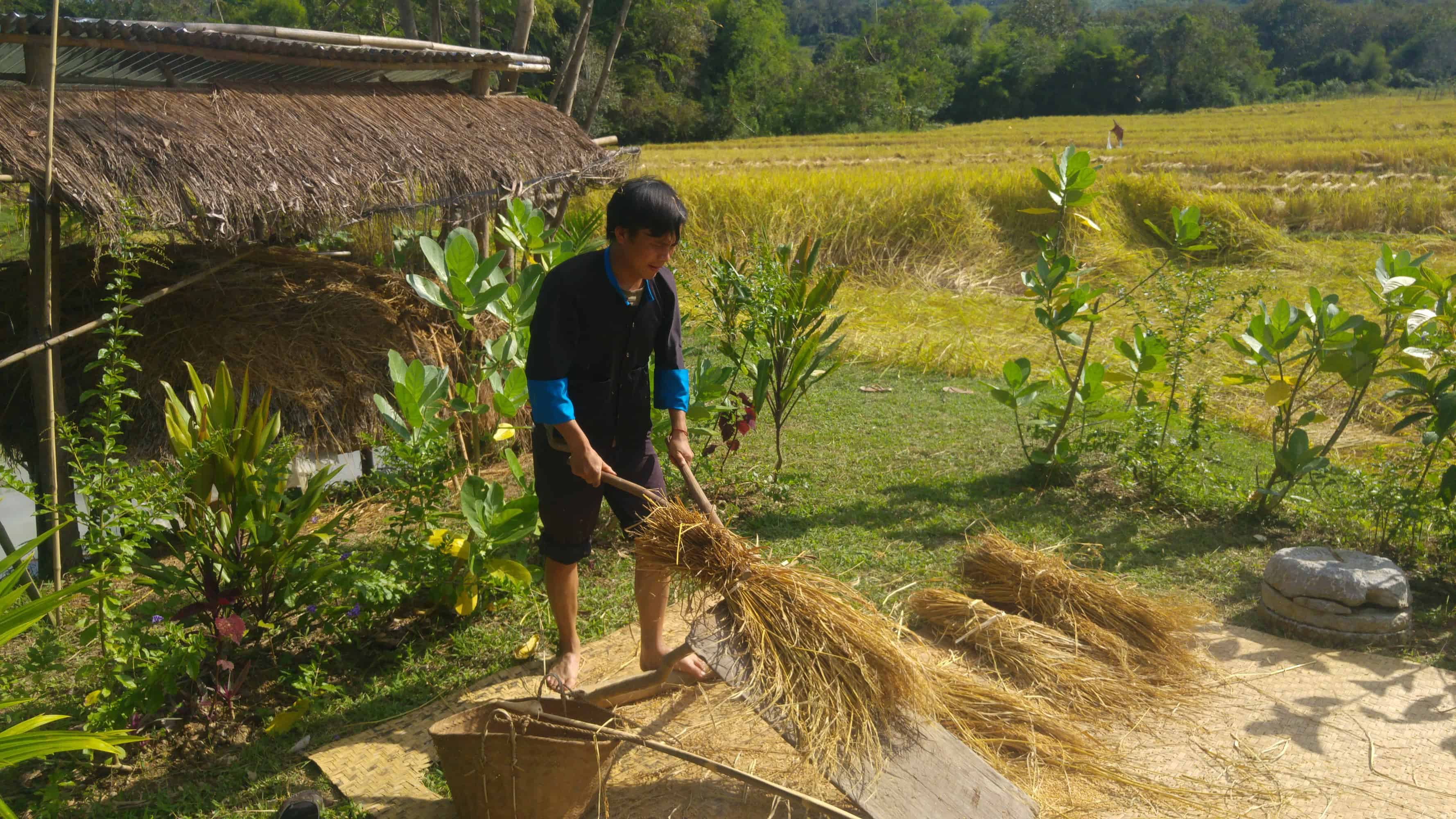 Rice Farming in the Living Land Farm in a rural part of Laos