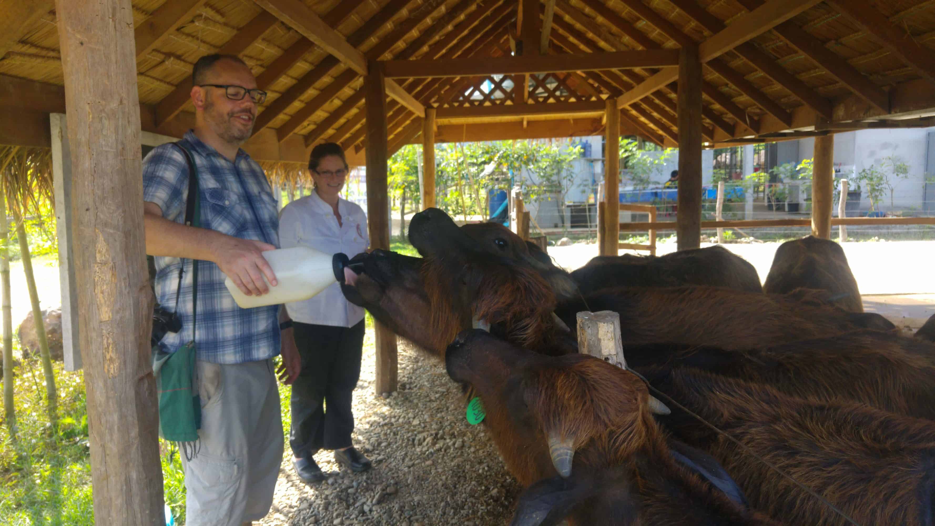 Feeding buffalo in Laos Buffalo Dairy Farm