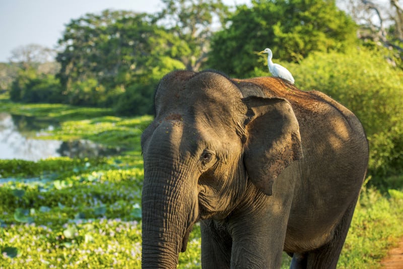 An elephant in Yala National Park with an Egret on its back