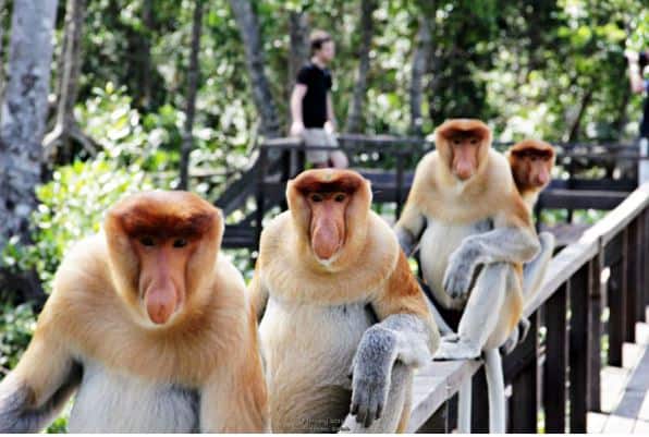 proboscis-monkeys