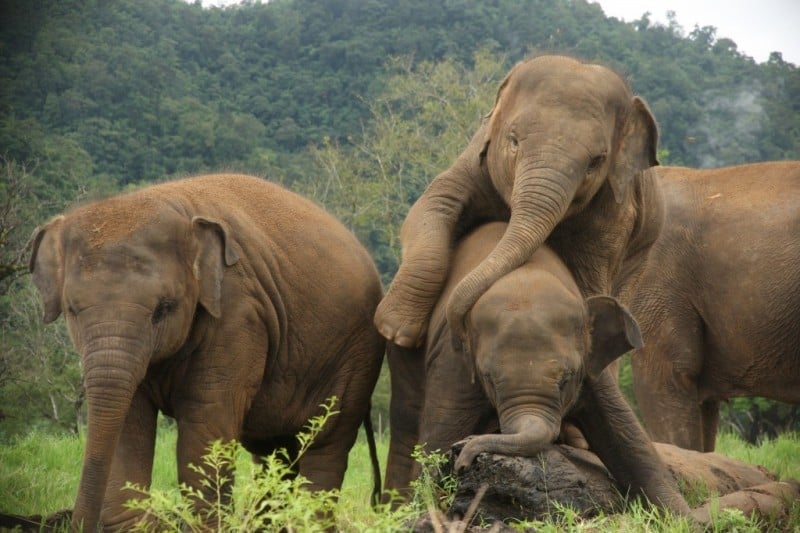 family of elephants playing in the elephant nature park in Thailand