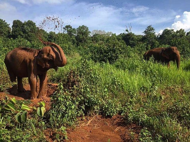 Sustainable elephant project in Cambodia