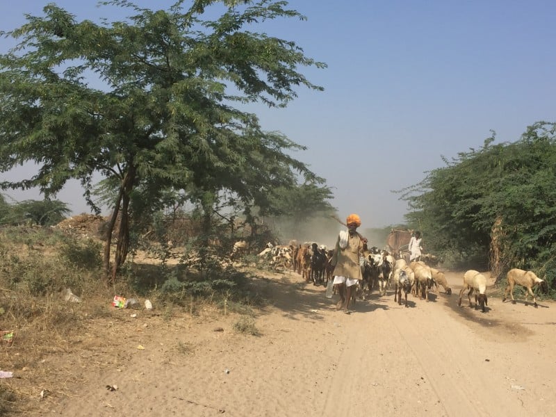 A local herdsman taking his sheep for exercise in rural rajasthan