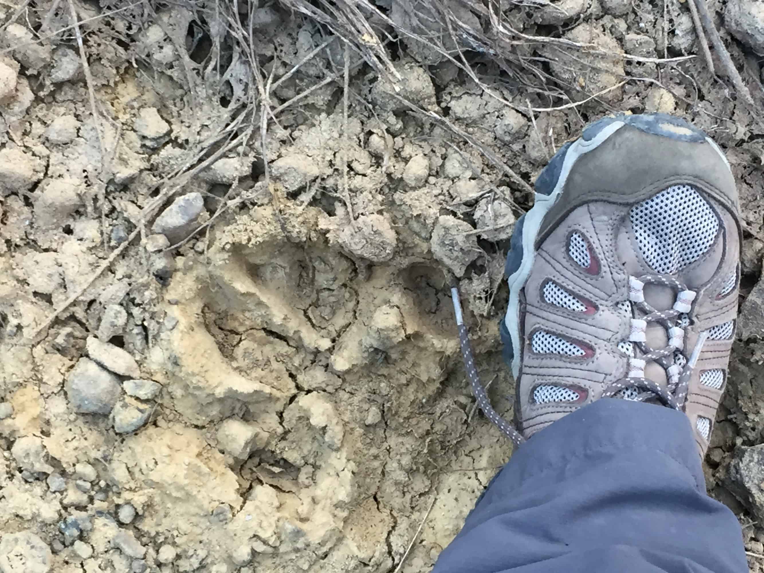 Robin's foot and tiger paw print in Satpura on walking safari