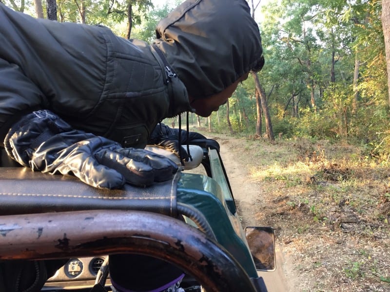 Spotting wildlife in Satpura