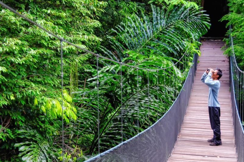 Man on canopy walkway in Danum Valley which is safe to travel to 