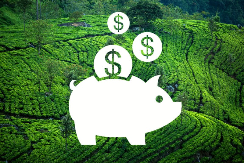 edited image with piggy bank in the front and sri lankan tea plantations for budgeting