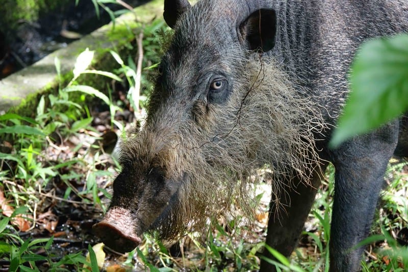 BEARDED PIG