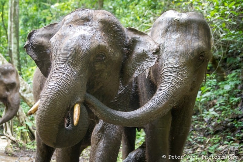 two elephants interacting with each other in Walking with Elephants project in in Thailand