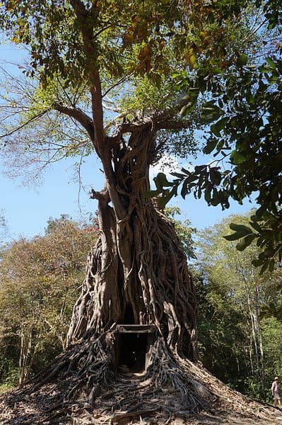 An ancient trees at the Sambor Prei Kuk with huge roots that dominate the foot of the tree