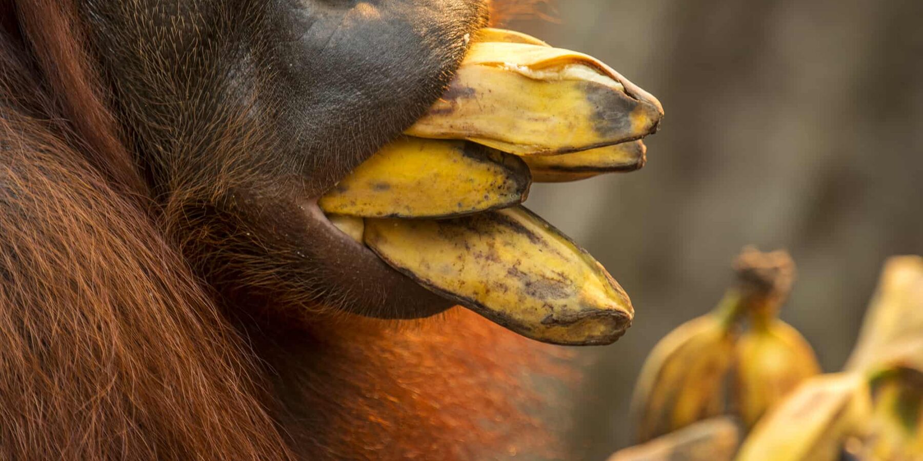 Mouth of orangutan eating bananas in Borneo