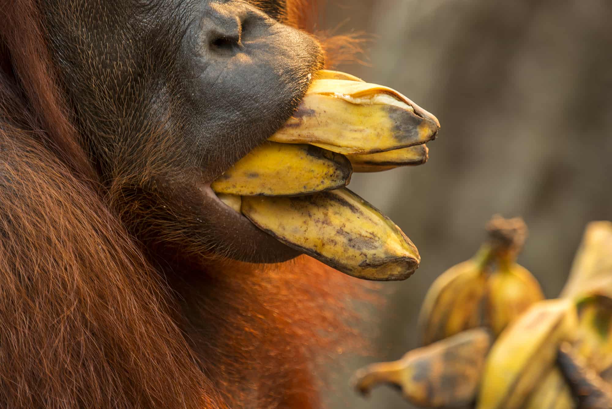 Borneo Orang Utan Feeeding Time 2 Mouth of orangutan eating bananas in Borneo