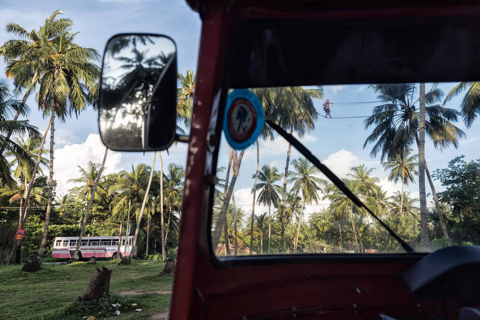 Toddy Tapper up a palm tree in Sri Lanka