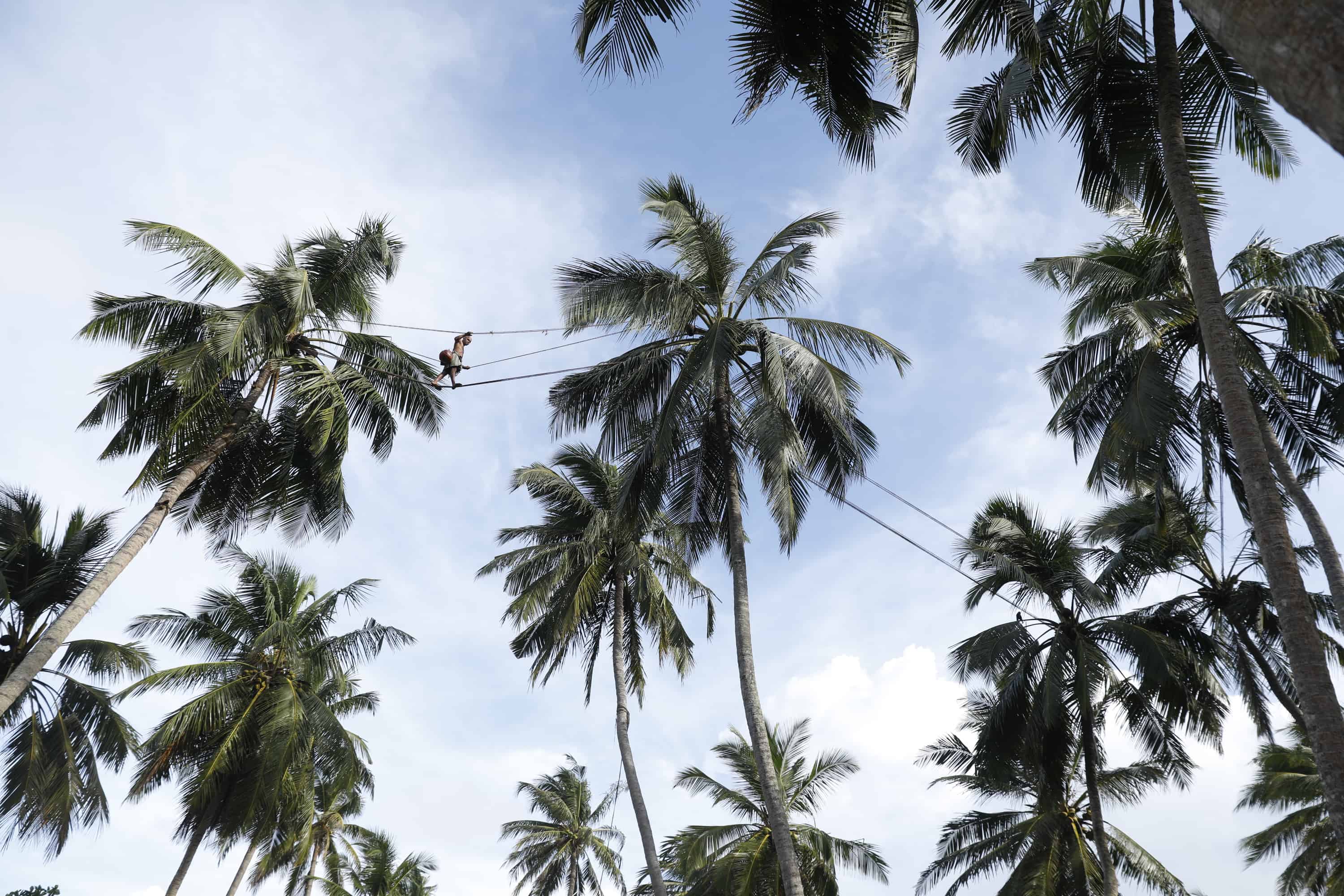Palm Trees and Toddy Tapper in Sri Lanka