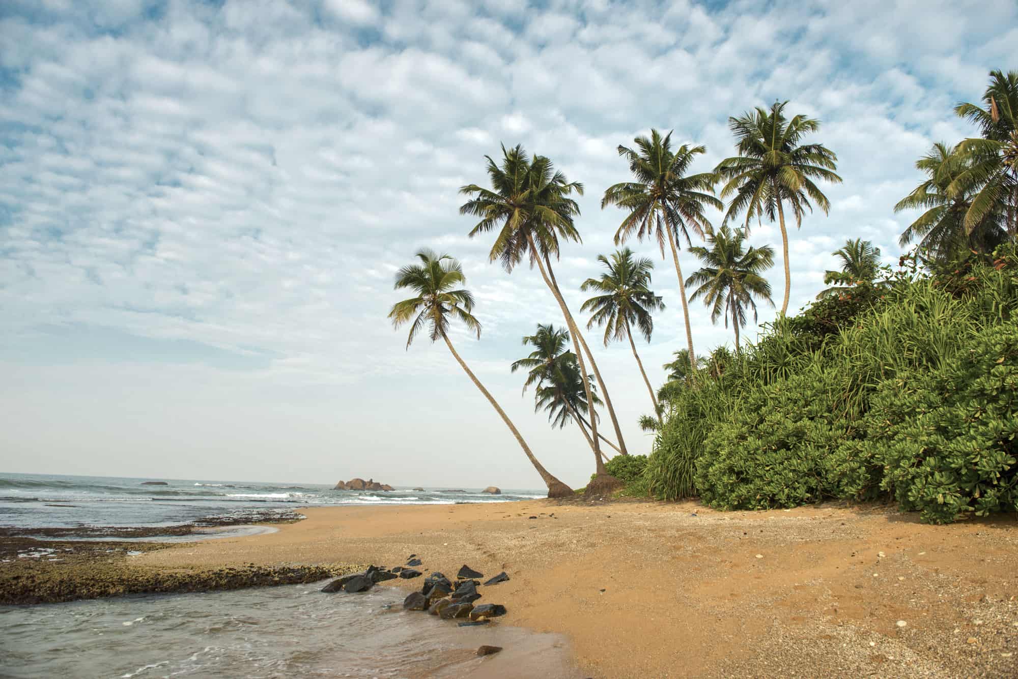 palm tree fringed beach close to galle