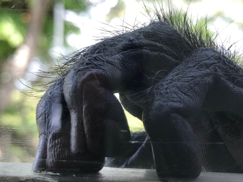 Close of picture of a Monkeys hands with fur on fingers