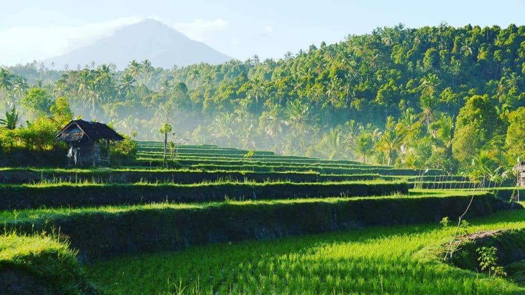 Green rice terraces and forests of Munduk with Mount Agung in the background