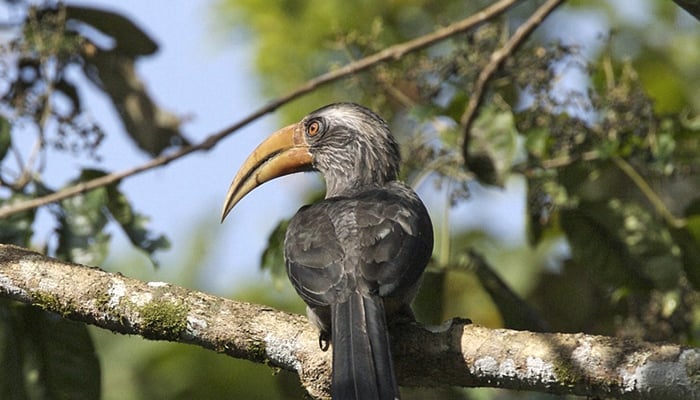 Top 5 Bird Sanctuaries in India - ETG Blog