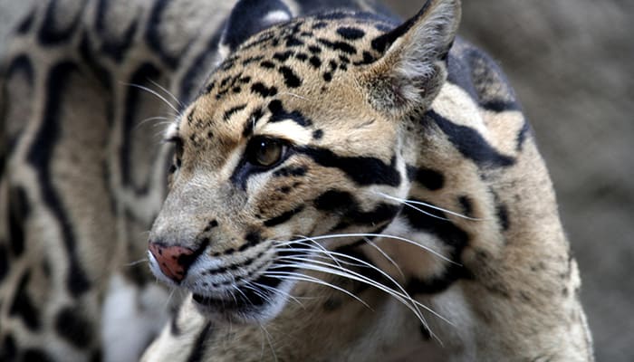 A clouded leopard found in the foothills of the Himalayas and Borneo