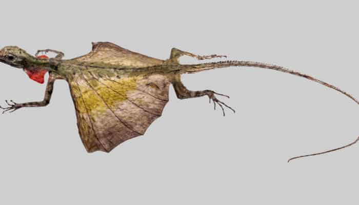 A Draco lizard, found in Borneo