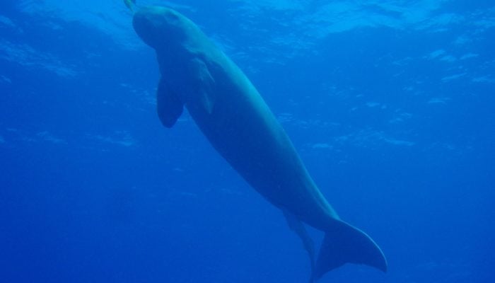 dugong in the indian ocean around the andaman islands