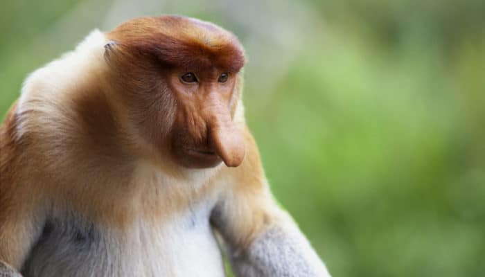 A proboscis monkey, which is endemic to Borneo