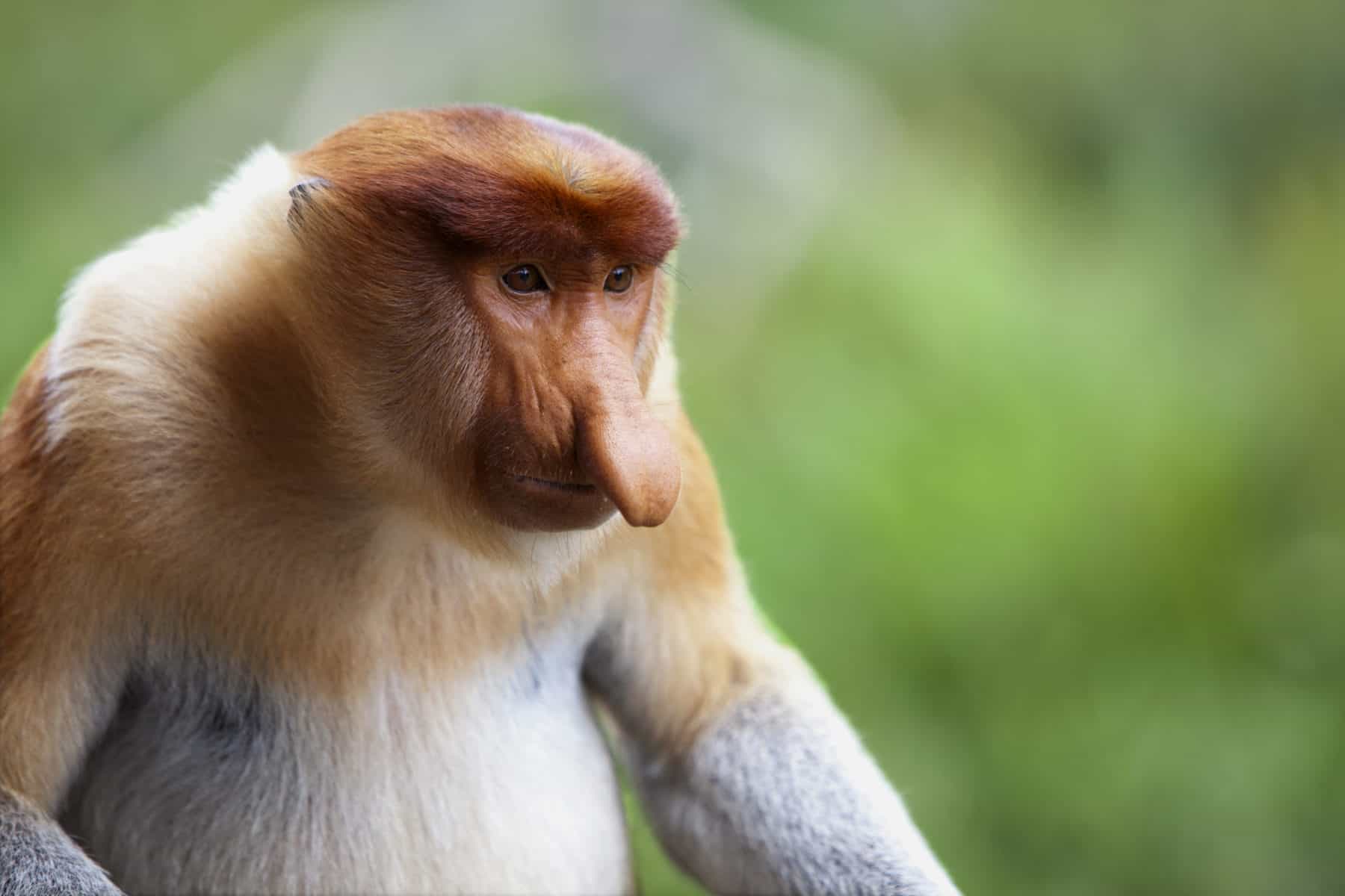 A proboscis monkey, which is endemic to Borneo