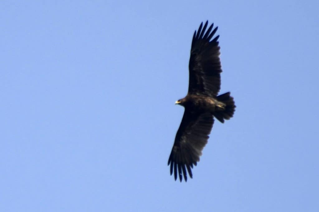Greater Spotted Eagle flying above Satpura National Park with its wings outstreched