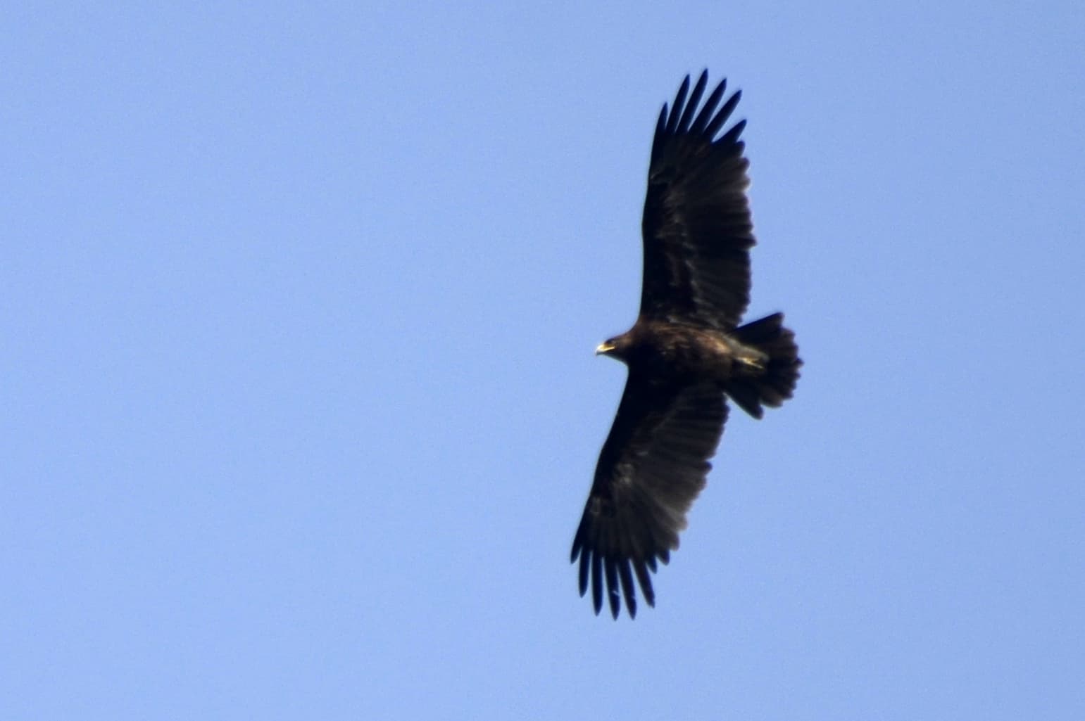 a black Greater spotted eagle with its full wing span with a clear blue sky behind