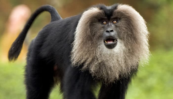 lion tailed macaque found in the western ghats of south india