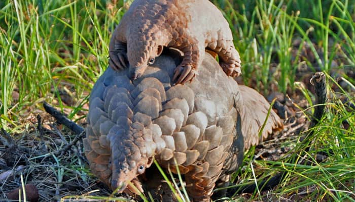 A small Pangolin on top of a larger one