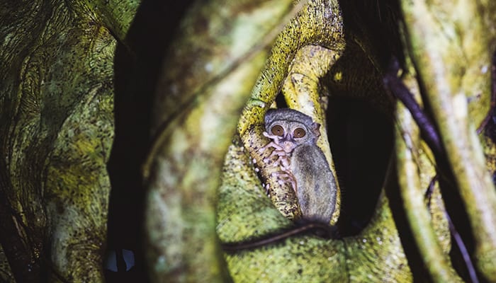 Tarsier in a tree in Sulawasi