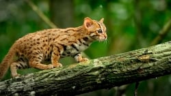 Rusty Spotted Cat on a branch