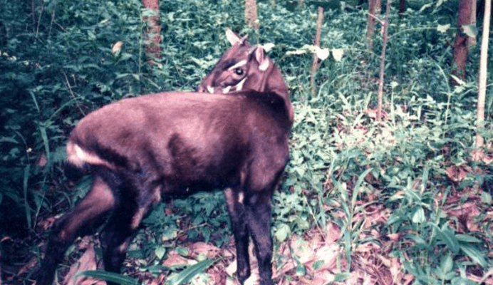 A saola in the forests on the borders of Vietnam and Laos