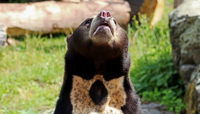 Sun bear in Sabah, Borneo