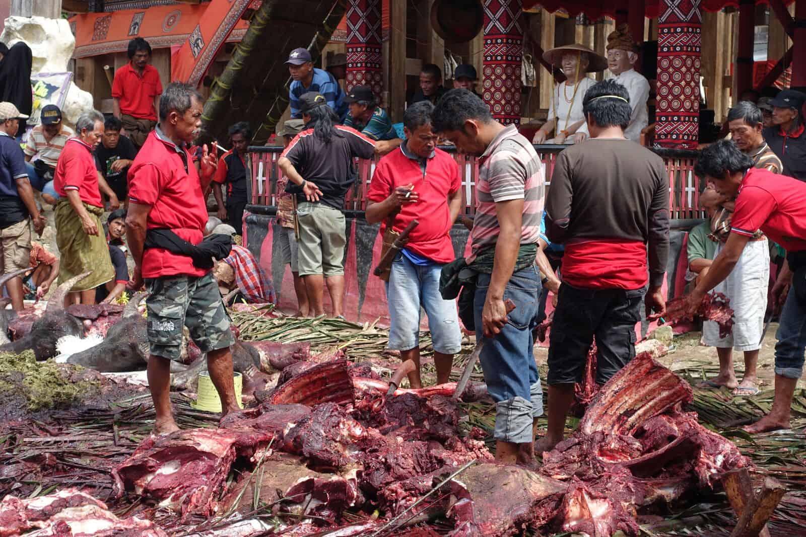 slaughtering of buffaloes for the bloody funeral ritual in Tana Toraja