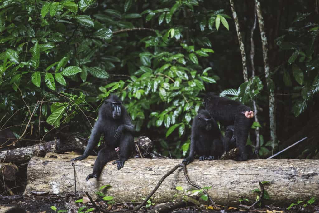 Black crested macaques playing