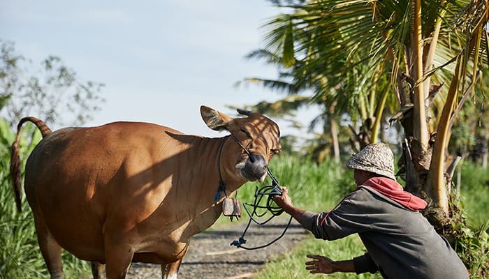 Buffalo Tana Toraja